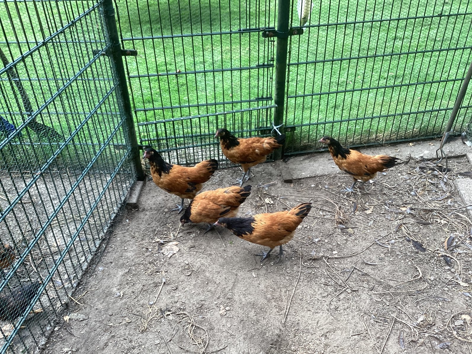 Vorwerk kippen, Dieren en Toebehoren, Pluimvee, Vrouwelijk, Kip