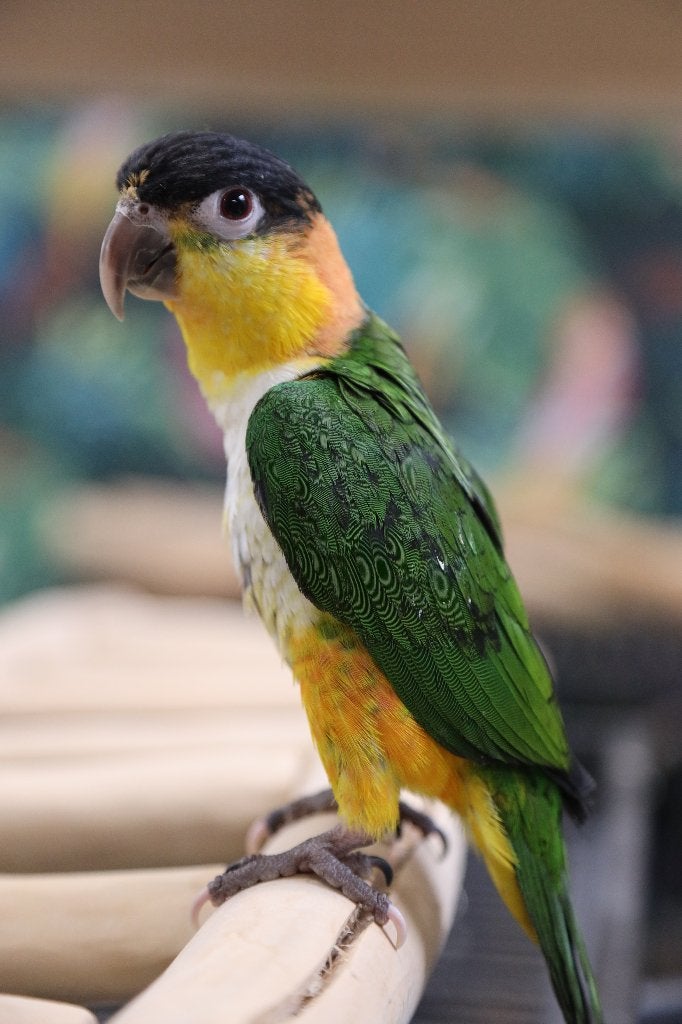 Jonge Baby Zwartkop Caique´s | getest | Speels | Handtam, Dieren en Toebehoren, Vogels | Parkieten en Papegaaien, Meerdere dieren