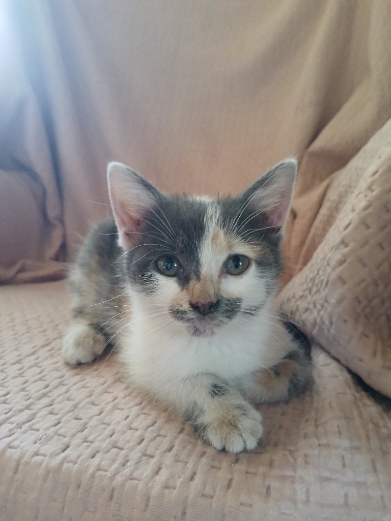 Super lieve kitten. Mooi blauwgrijs lapjes vrouwtje, Poes, Kortharig, 0 tot 2 jaar