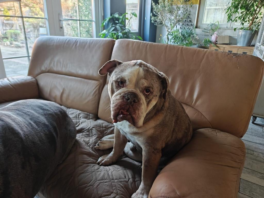 Spoed voor Wally verblijft in Zeist, Dieren en Toebehoren, 6 jaar of ouder, Reu, Parvo, Eén hond