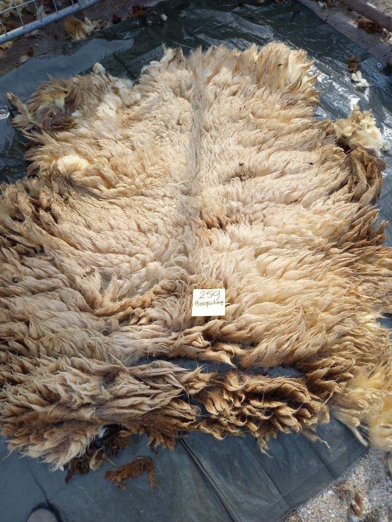 nr 259 Geschoren vacht van een Bergschaap., Ophalen of Verzenden, Nieuw