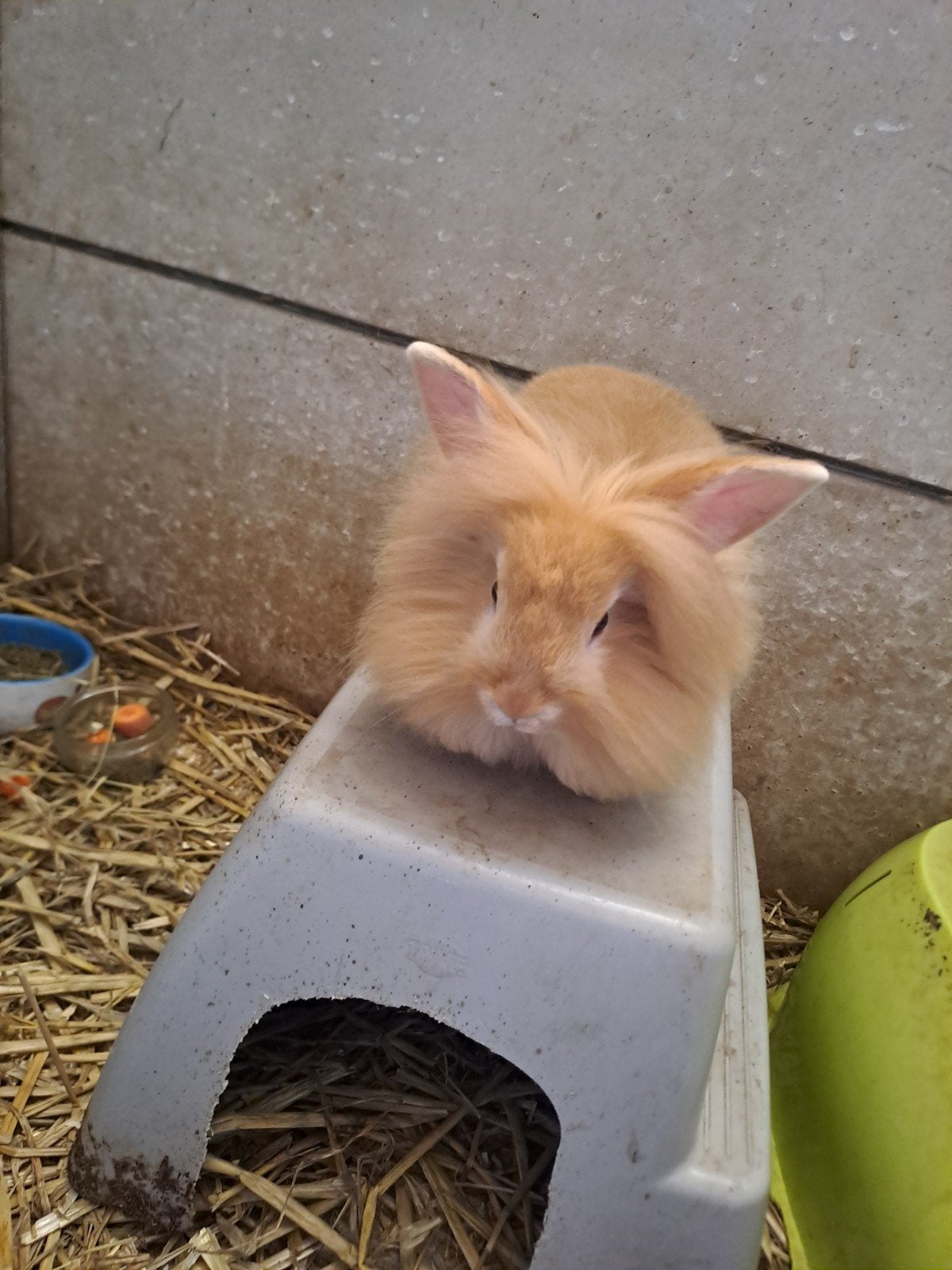 Mooie, bonte konijntjes, Dieren en Toebehoren, Meerdere dieren, Middelgroot, 0 tot 2 jaar