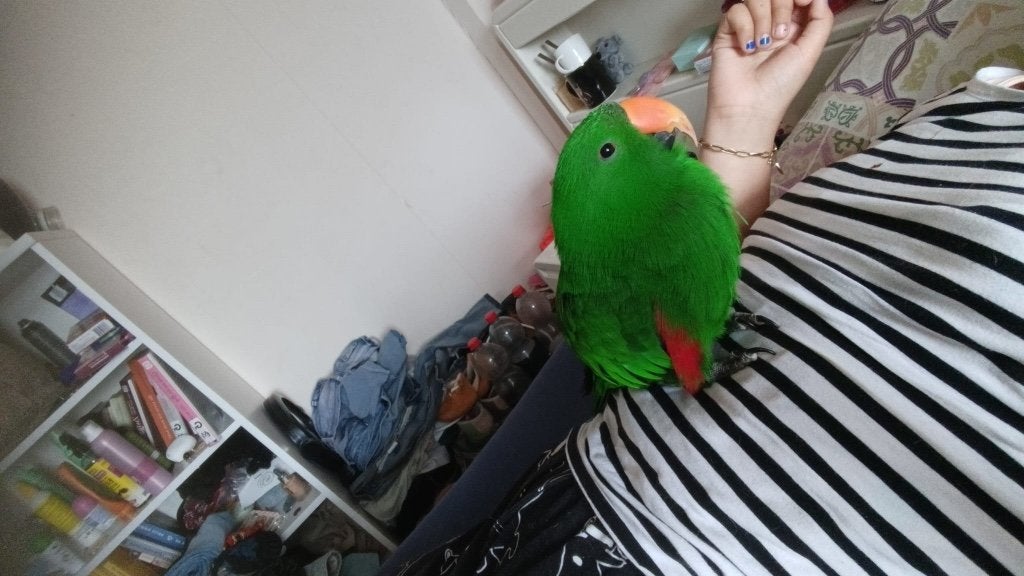 Edelpapegaai man, Dieren en Toebehoren, Vogels | Parkieten en Papegaaien, Mannelijk, Papegaai, Pratend