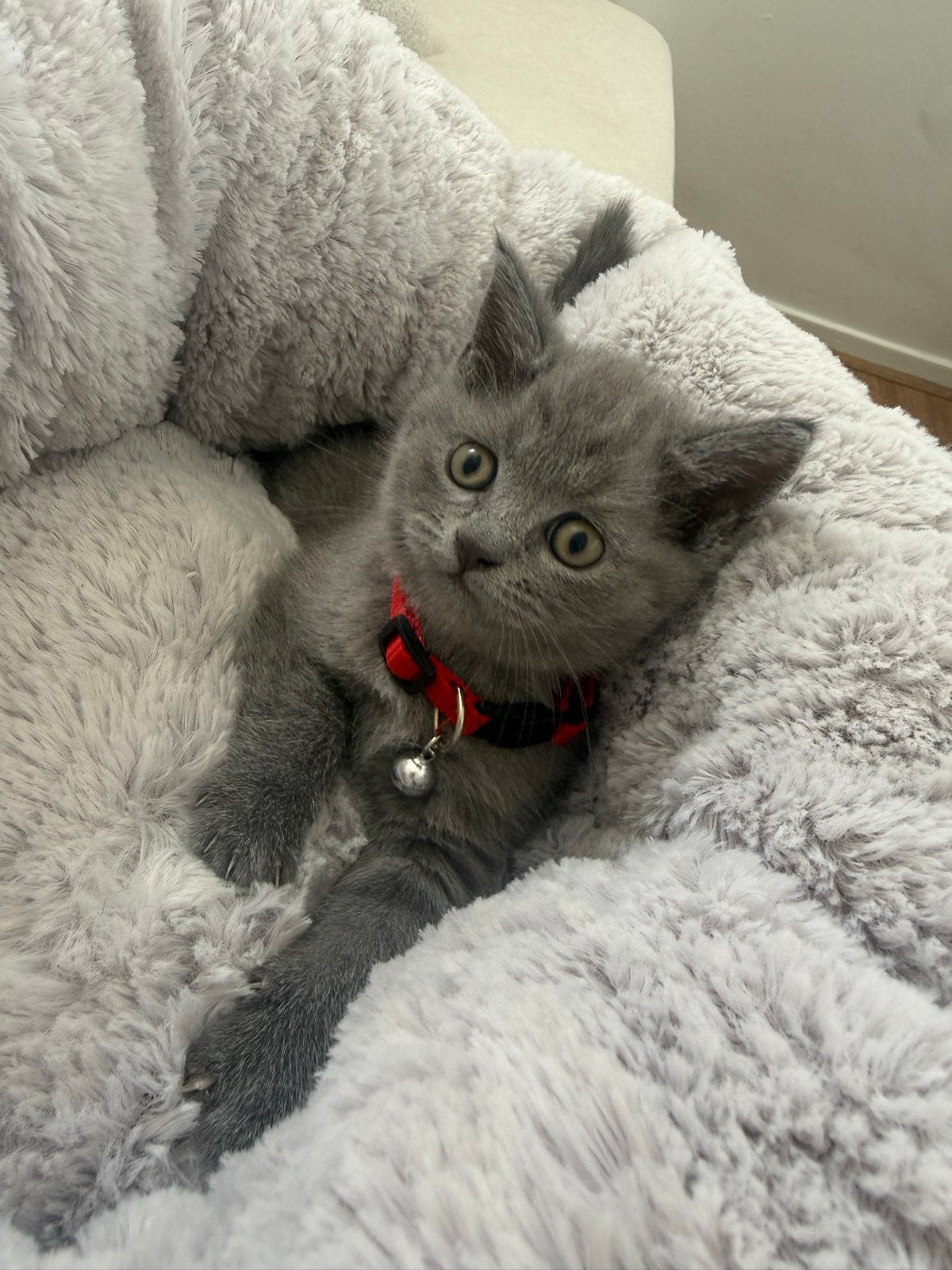 Britse kort haar, Dieren en Toebehoren, Katten en Kittens | Overige Katten, Meerdere dieren