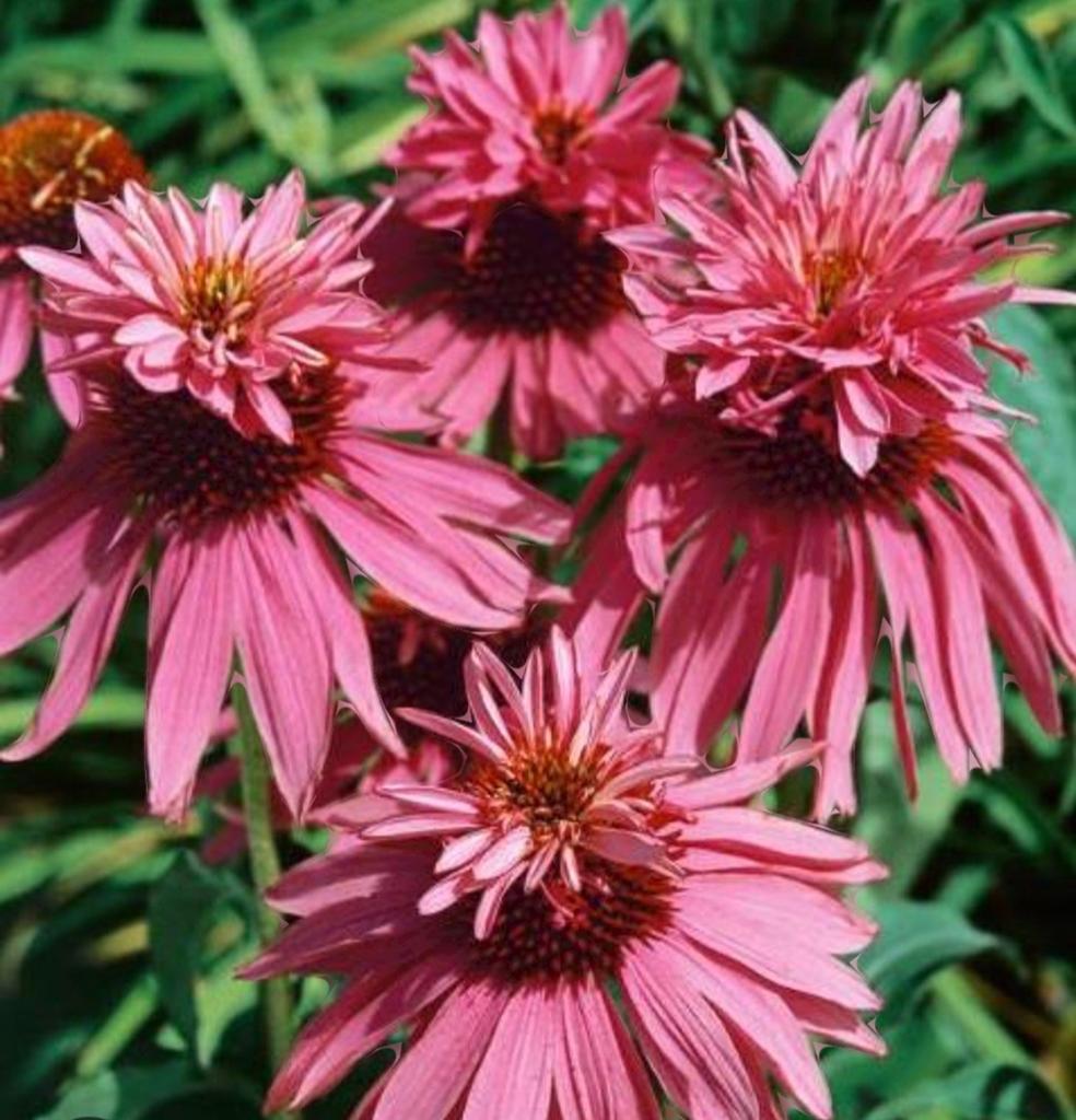 Echinacea Purpurea Planten: Diverse Kleuren en Soorten, Volle zon, Vaste plant, Zomer, Ophalen