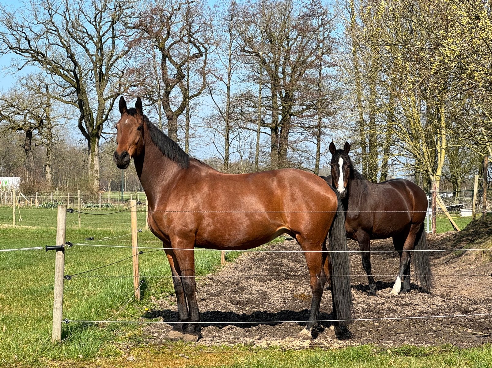 Lieve fijn te rijden Merrie, Merrie, Recreatiepaard, 11 jaar of ouder