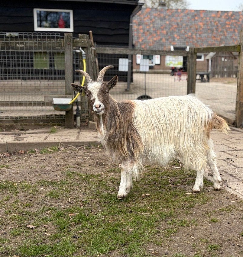 Landgeit met stamboom, Dieren en Toebehoren, Vrouwelijk, Geit, 0 tot 2 jaar