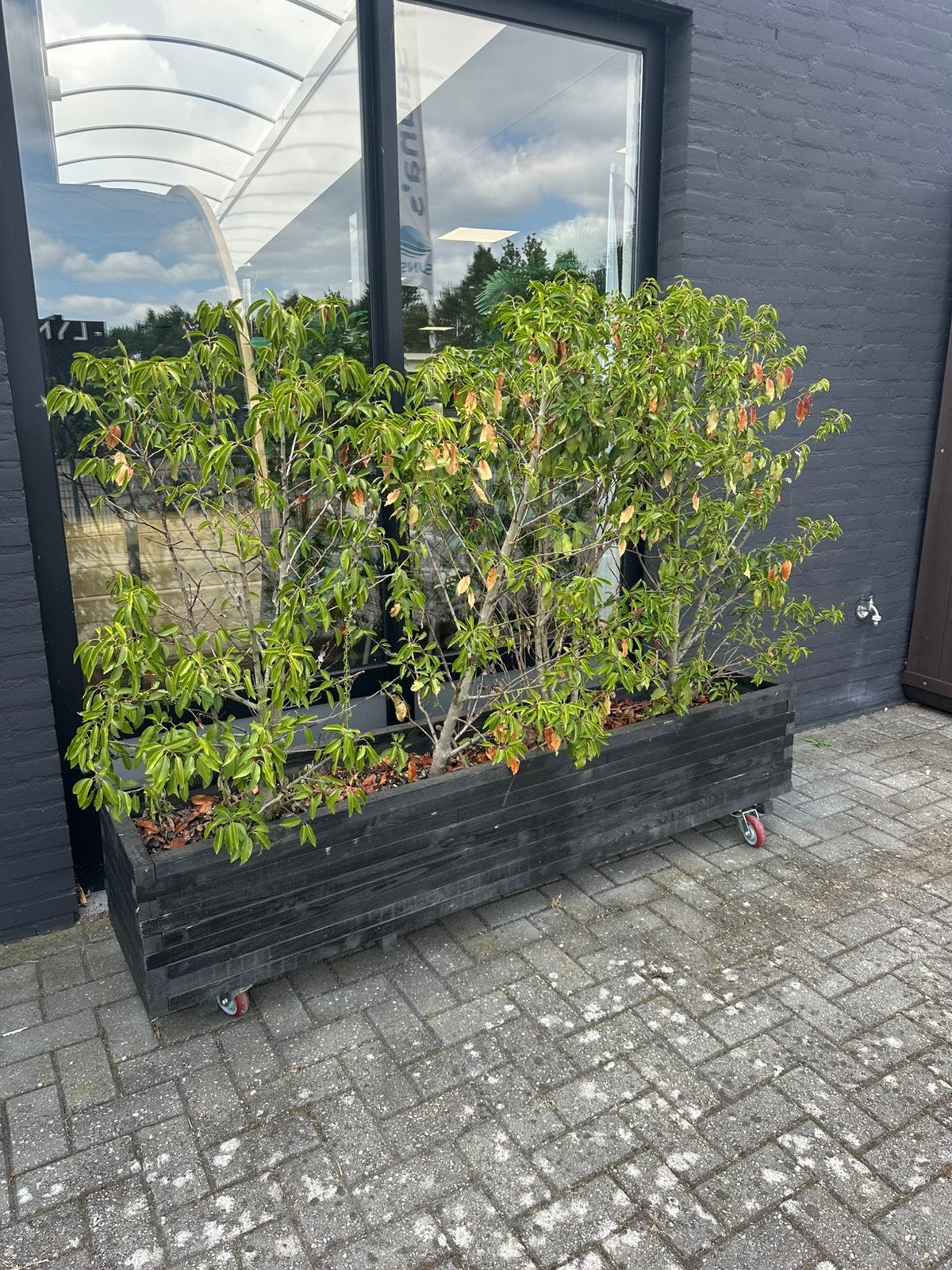 Plantenbak bloembak inc planten gratis Breda 2 meter breed, Tuin en Terras, Ophalen, Gebruikt