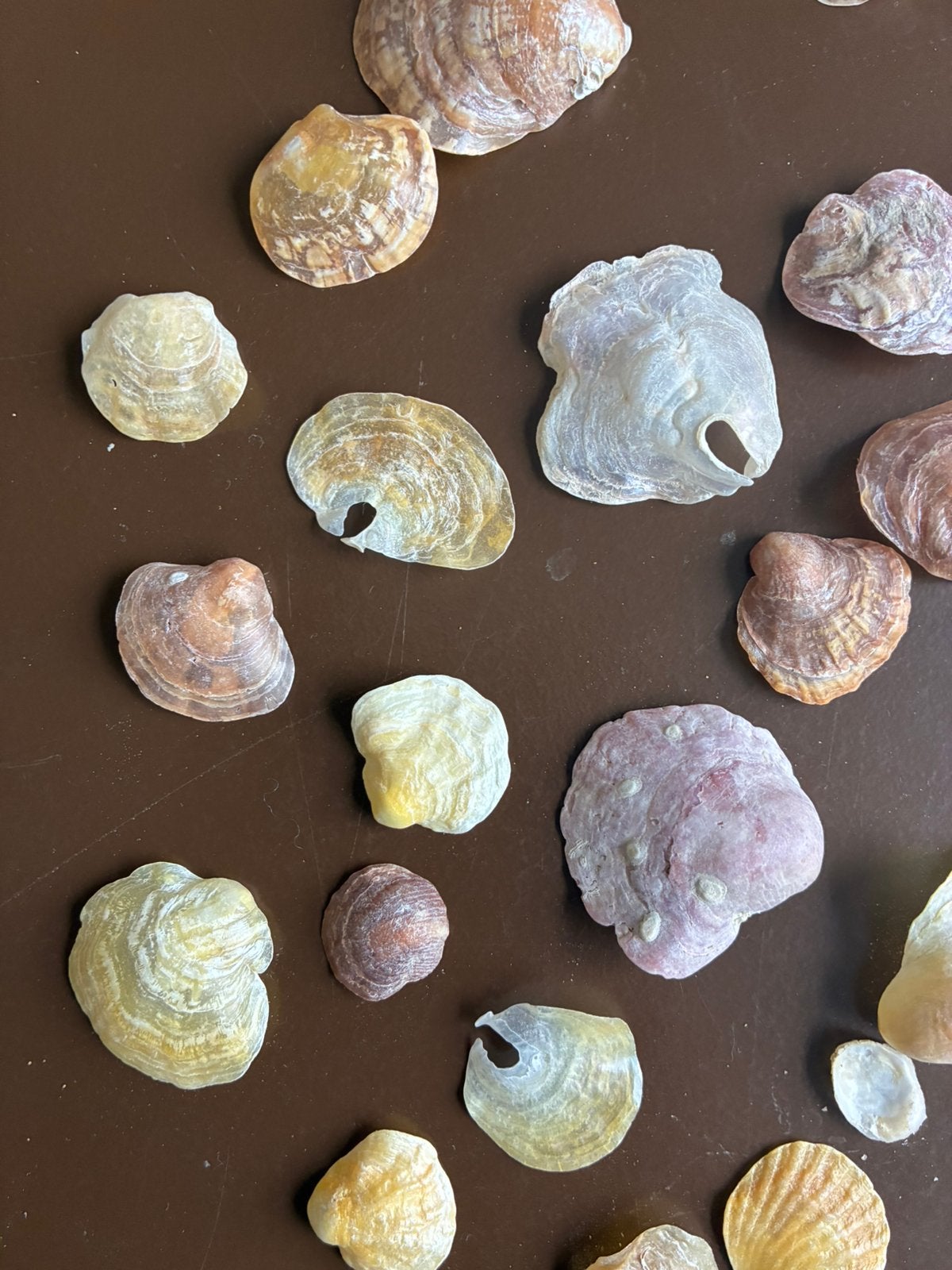 Mooie Parelmoer Schelpen - Decoratie & Knutselmateriaa, Verzamelen, Ophalen of Verzenden, Schelp(en)