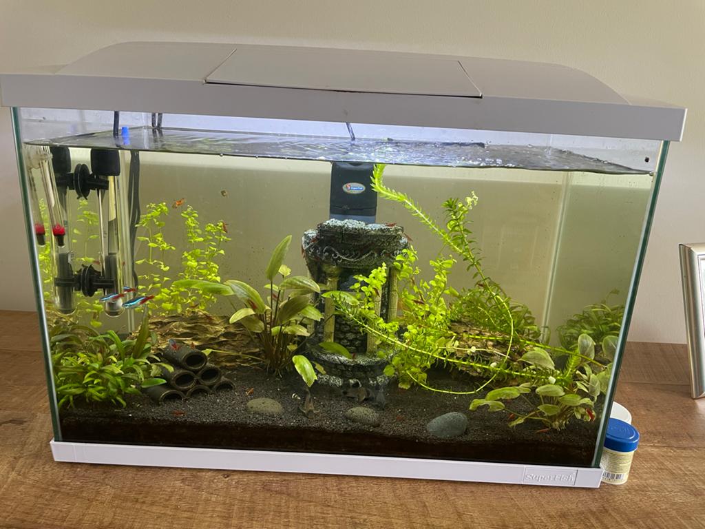 Compleet aquarium inclusief vissenbestand en toebehoren, Ophalen, Superfish, Inclusief toebehoren, Gevuld zoetwateraquarium