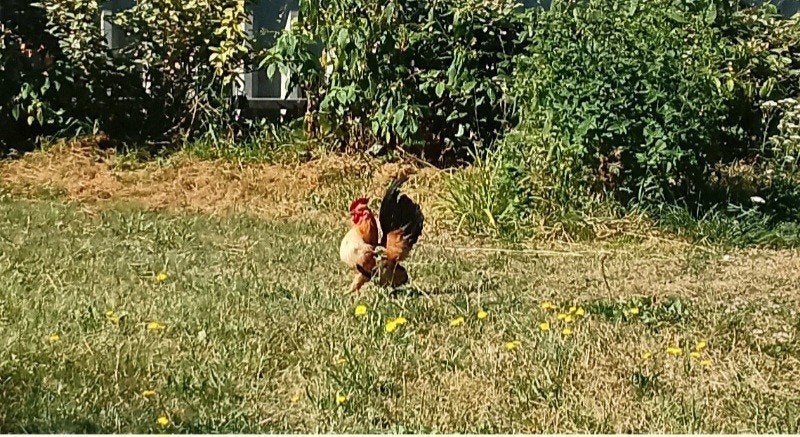Seramahaantje van juli 2025 te koop in Eibergen, Tickets en Kaartjes, Recreatie | Dierentuinen, Eén persoon, Ticket of Toegangskaart