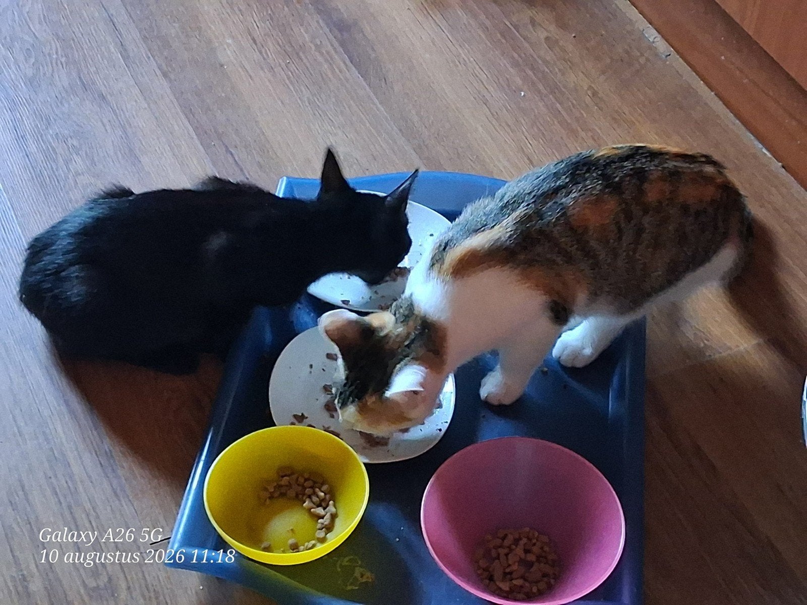 kittens m+v uit 2 huizen, GRATIS, Dieren en Toebehoren, Meerdere dieren, Kortharig, 0 tot 2 jaar