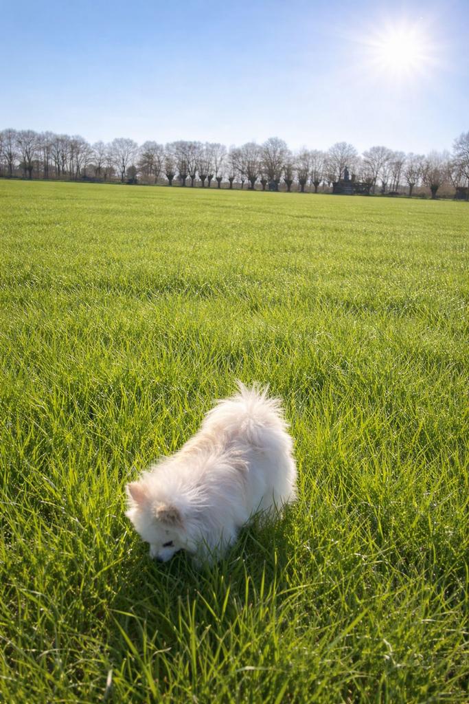 Prachtige Pomeriaan dekreu teddy face, Reu, 1 tot 2 jaar, Parvo, Eén hond