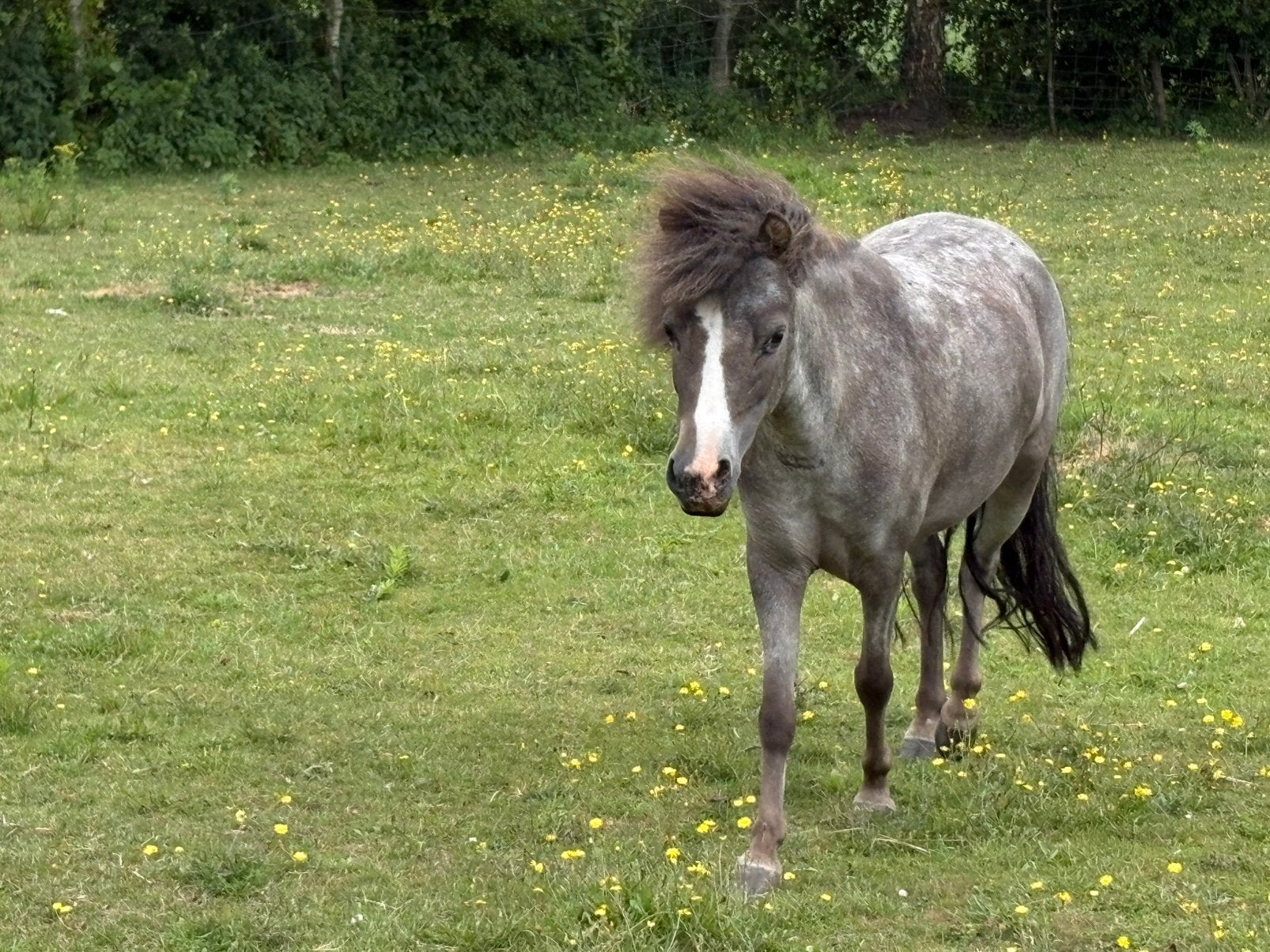 Amerikaanse Mini paard Merrie, Dieren en Toebehoren, Merrie, A pony (tot 1.17m)