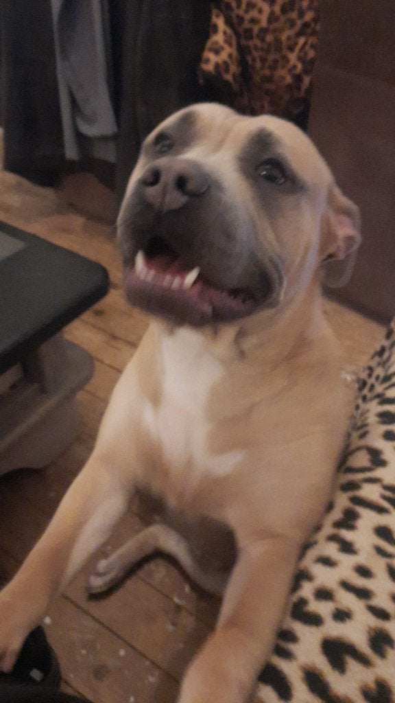 American bully xl teef, Parvo, Overige rassen, 1 tot 2 jaar, Teef