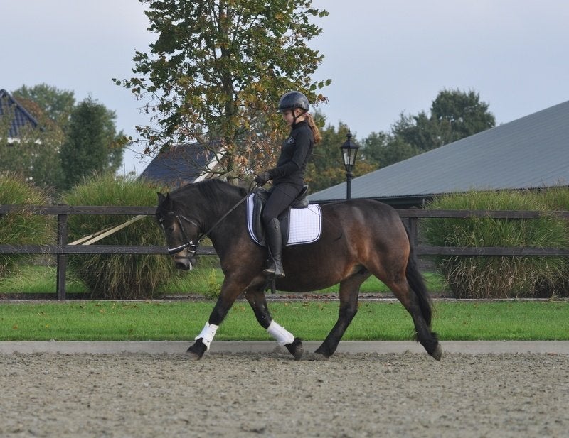 6 jarige forse D pony, Merrie, B, 3 tot 6 jaar, Gechipt
