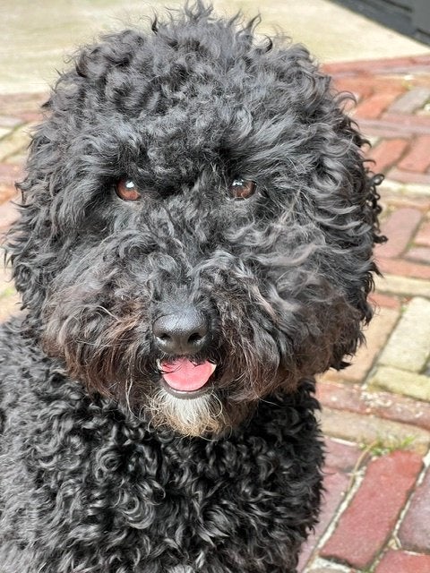 kleine middenslag poedel 9 maanden/teefje, Dieren en Toebehoren, Poedel, 15 weken tot 1 jaar, Teef, Eén hond
