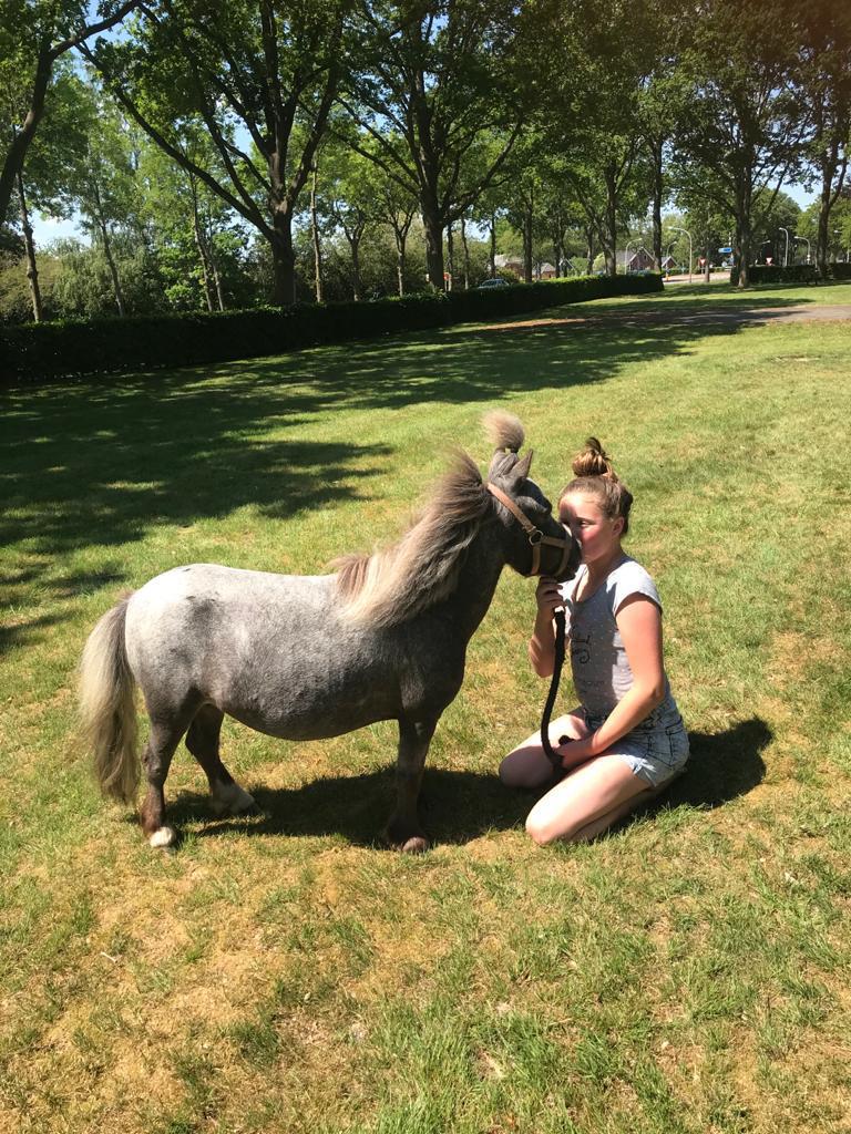 Lieve AMHA merrie, Merrie, A pony (tot 1.17m), Met stamboom, 7 tot 10 jaar