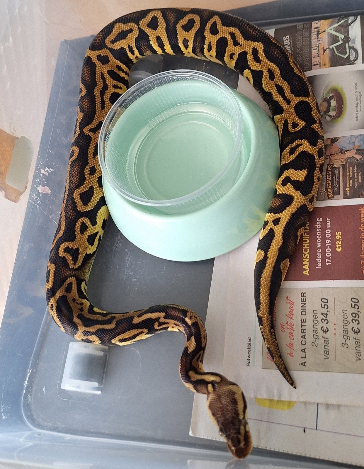 leopard yellowbelly pastel 100%het clown, Dieren en Toebehoren, Reptielen en Amfibieën, Slang, 0 tot 2 jaar