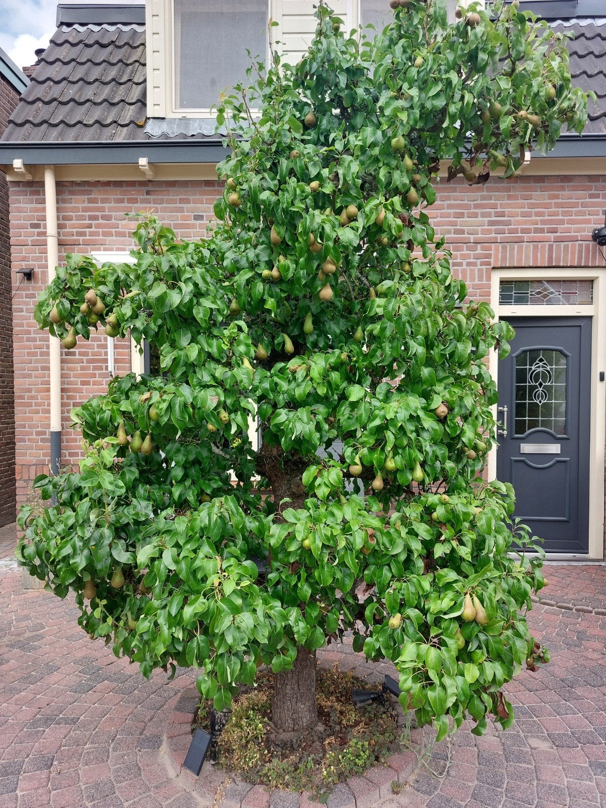 Conference Perenboom - Ouder dan 50 jaar, veel peren, Ophalen, Volle zon, Overige soorten