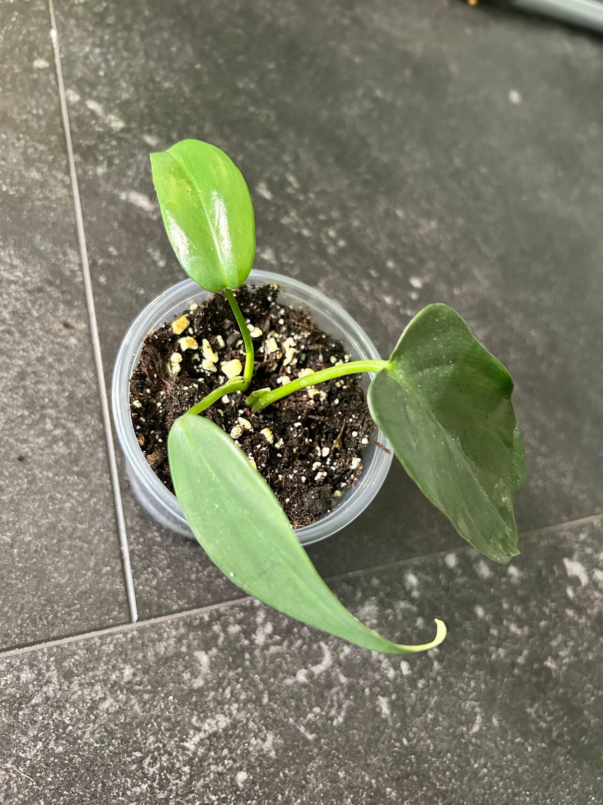 Baby Philodendron Bipennifolium - Jonge plant, Ophalen of Verzenden, Halfschaduw, Minder dan 100 cm