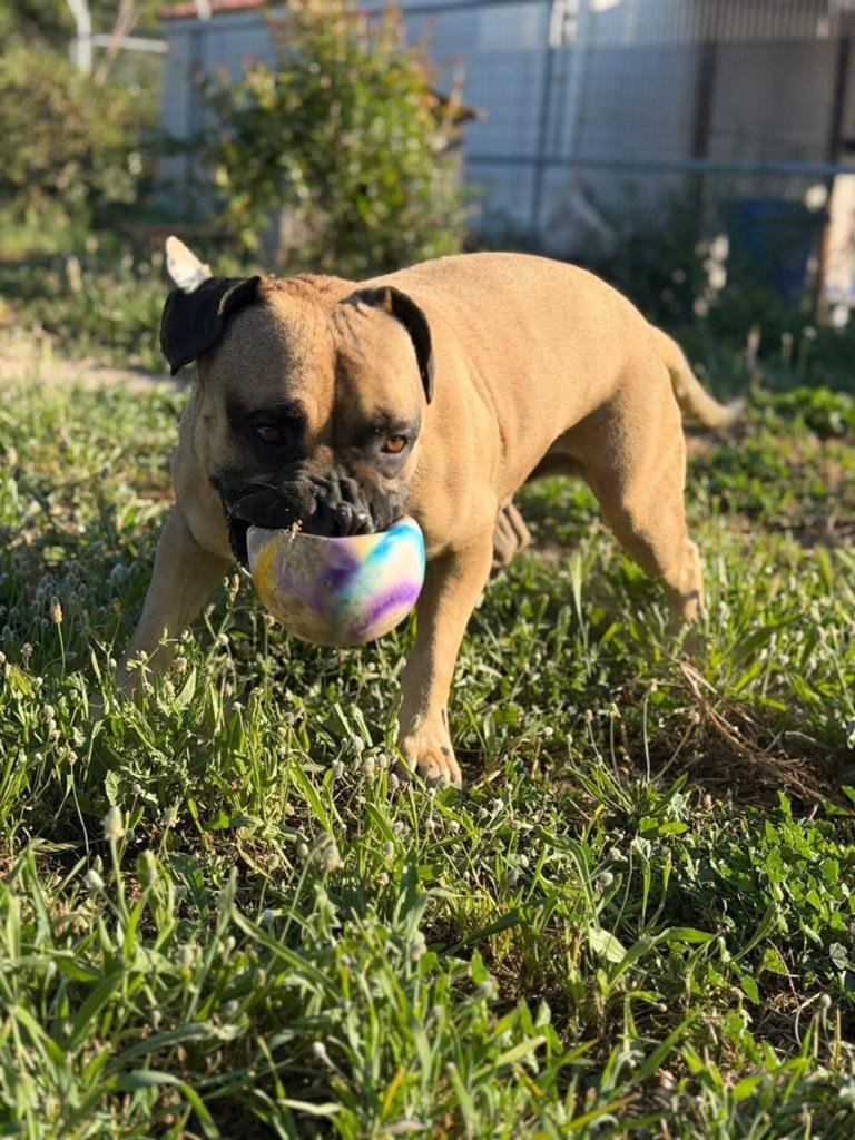 Ash verdient iemand die hem wel.lief heeft, Buitenland, Parvo, Eén hond, 3 tot 5 jaar