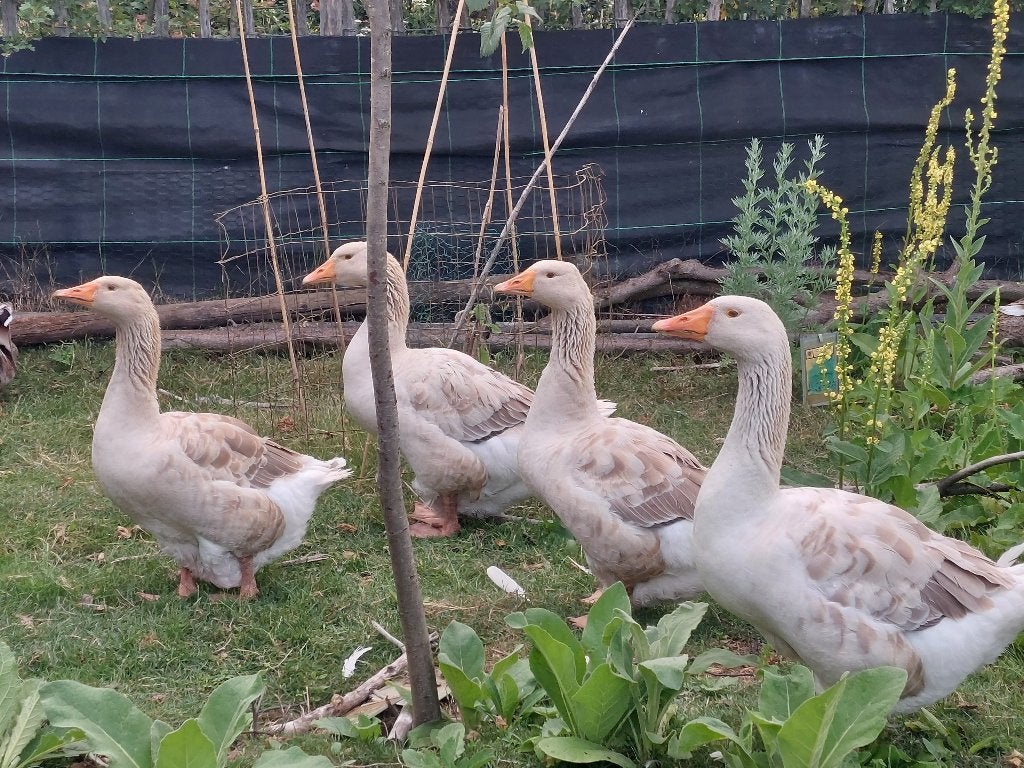 Ganzen / American Buff gans, Dieren en Toebehoren, Pluimvee, Gans of Zwaan, Meerdere dieren
