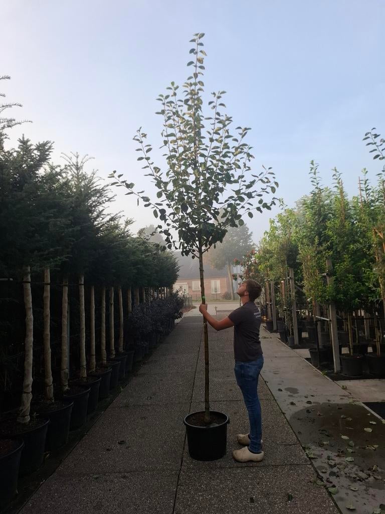 fruitbomen hoogstam appelboom Malus Notaris appel, Ophalen