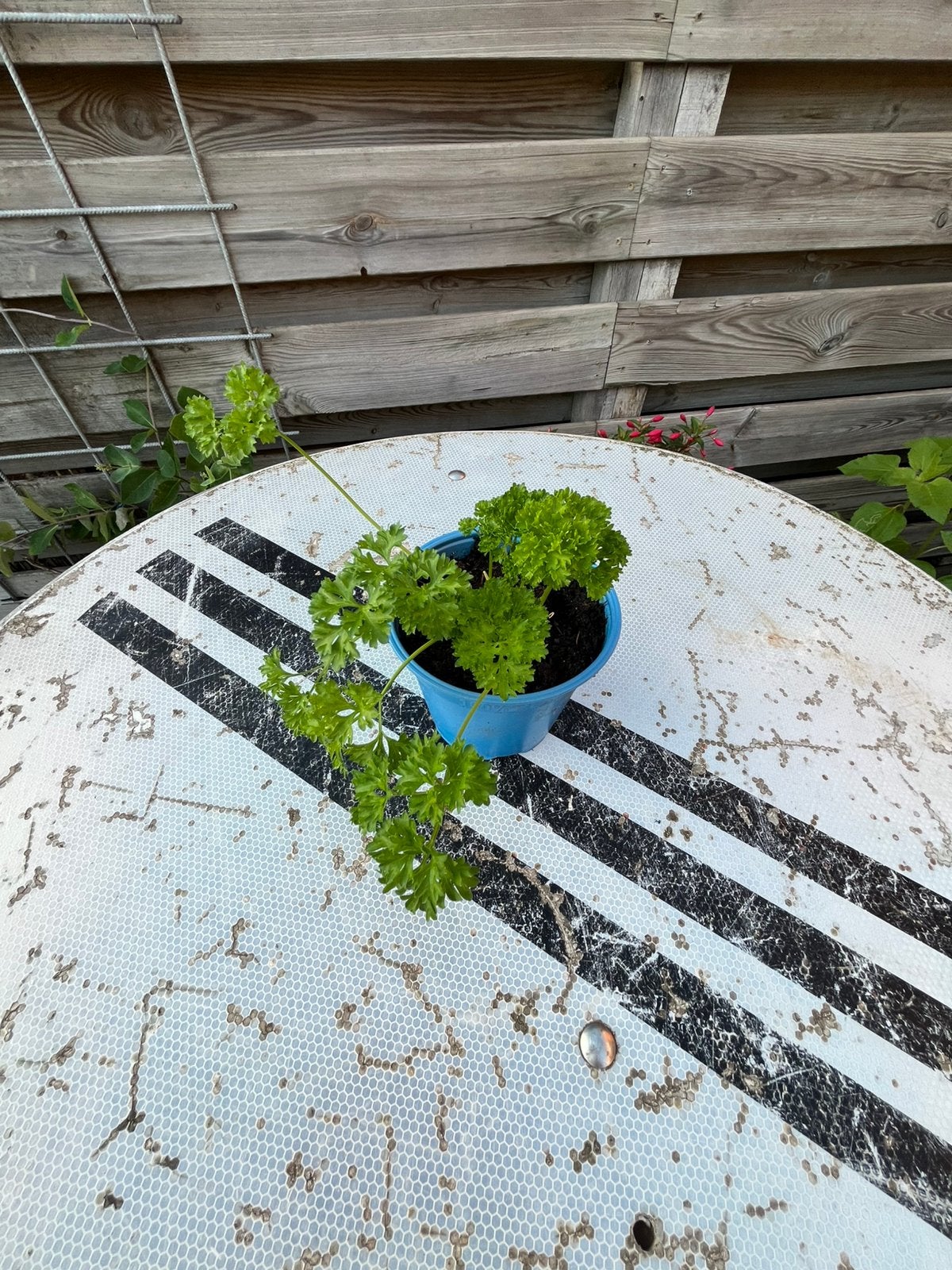 Peterselie kruiden, Tuin en Terras, Planten | Tuinplanten, Ophalen, Eenjarig, Kruiden, Volle zon