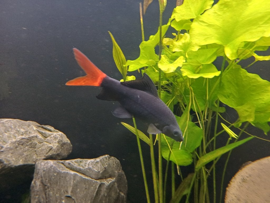 Labeo bicolor. Roodstaart Labeo, Dieren en Toebehoren, Vis, Zoetwatervis