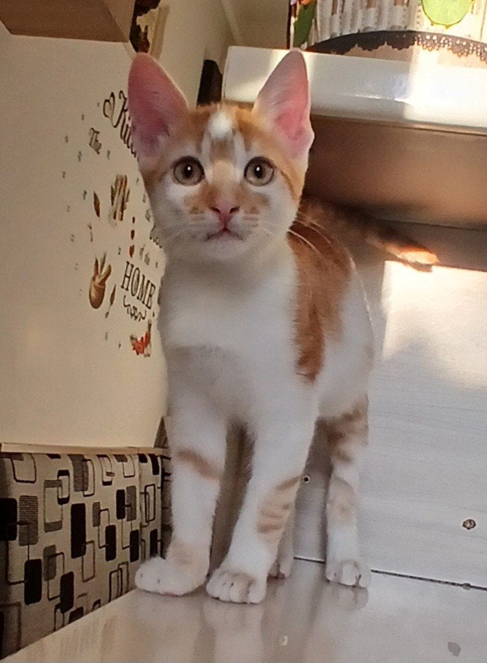 kitten Chonky zoekt een baasje, Kater, Kortharig, 0 tot 2 jaar