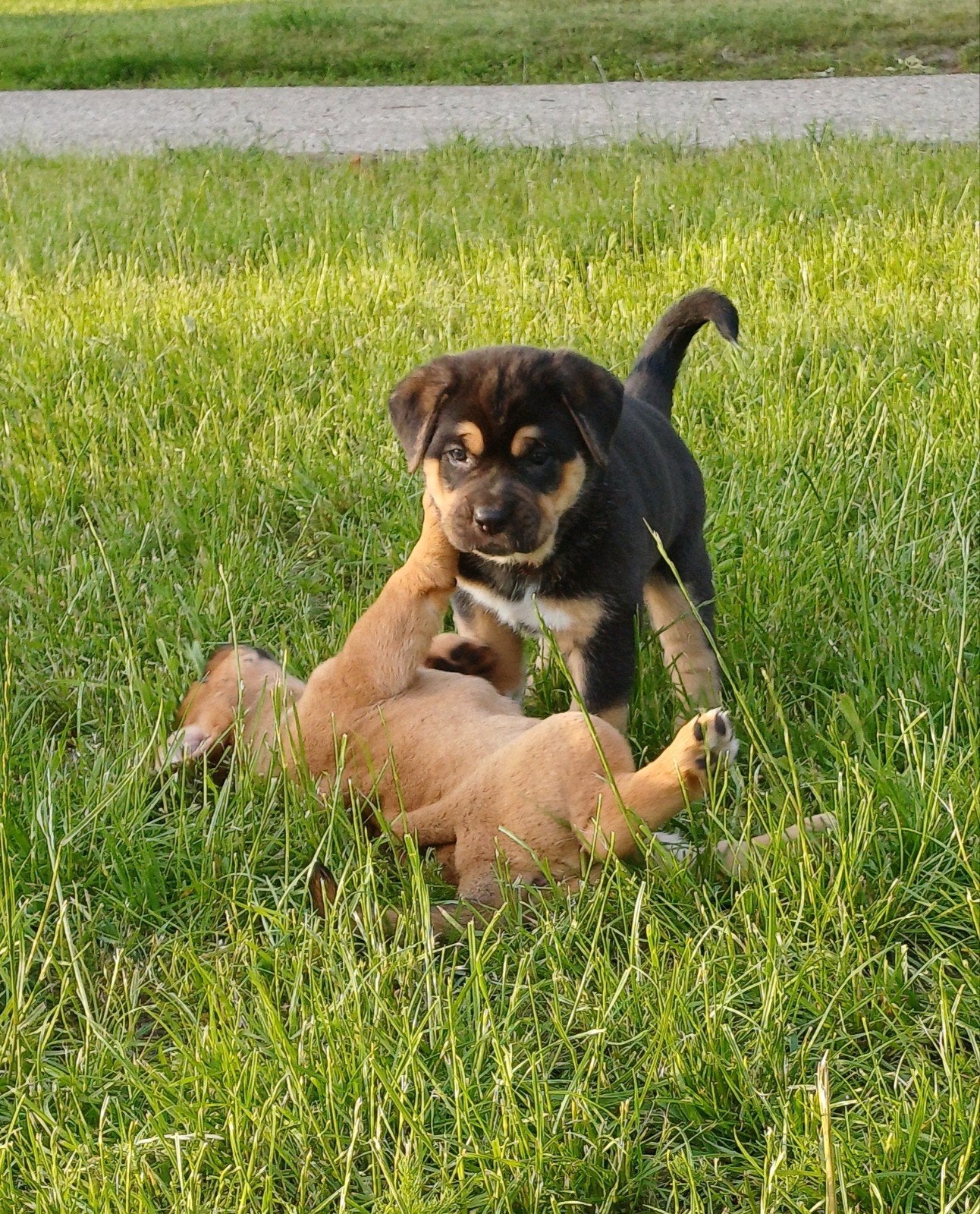 Cane Corso x Duitse Herder/Corgi pups, nog 2 teefjes, 8 tot 15 weken, Meerdere, Meerdere dieren, Nederland