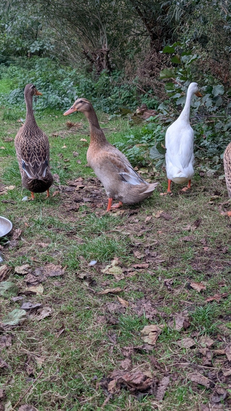 Tamme loopeend vrouwtjes, Dieren en Toebehoren, Vrouwelijk, Eend
