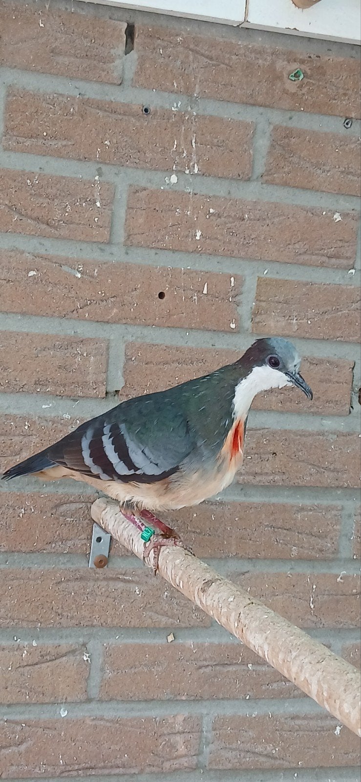 koppel Dolksteekduifen, Dieren en Toebehoren, Vogels | Overige Vogels, Meerdere dieren, Geringd