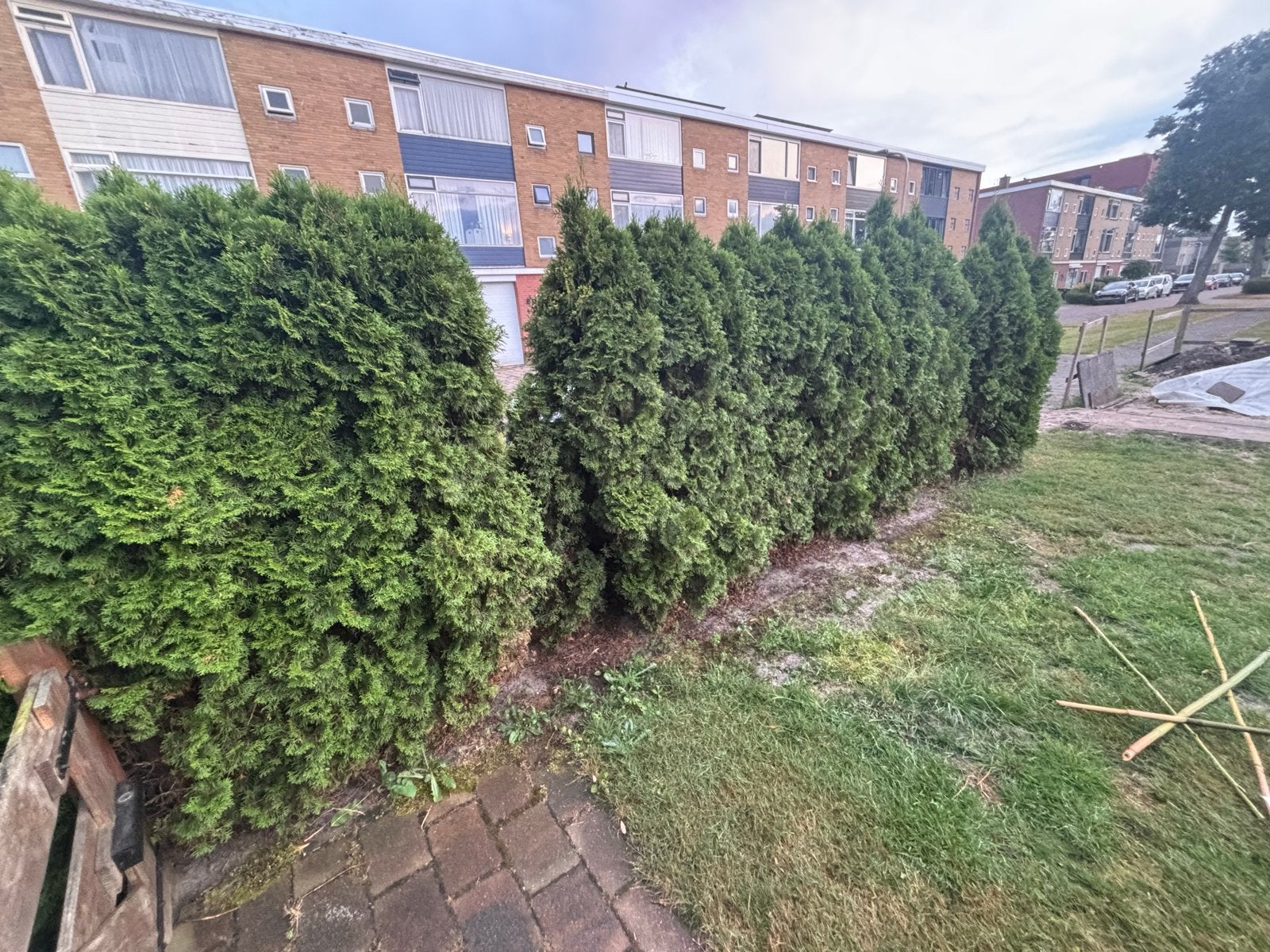 6 meter coniferenhaag gratis af te halen, Tuin en Terras, Planten | Struiken en Hagen, Ophalen, Conifeer, Haag, 250 cm of meer