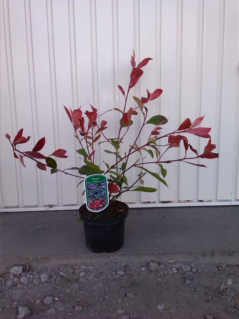 photinia,fraseri'Red Robin'glansmispelt, Ophalen, Vaste plant, Overige soorten, Halfschaduw