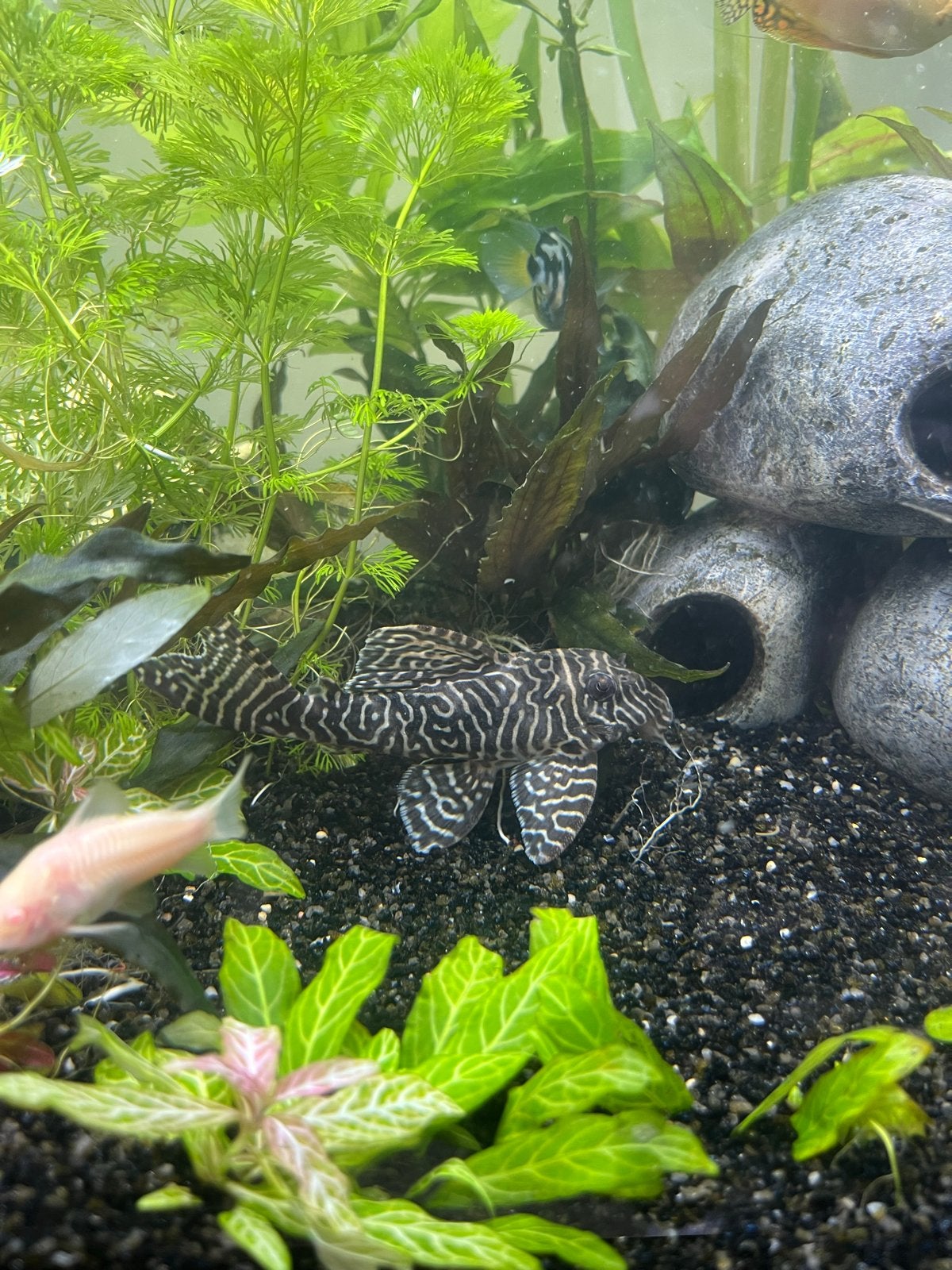 Hypancistrus sp. (mogelijk L260 Pleco)", Vis