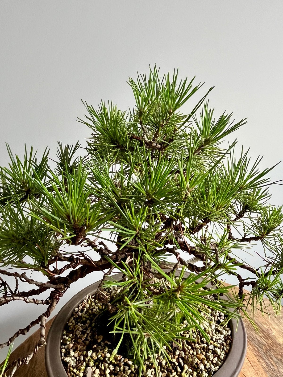 Japanse zwarte den Bonsai / Pinus Thunbergii, Overige soorten, Volle zon, Vaste plant, Verzenden
