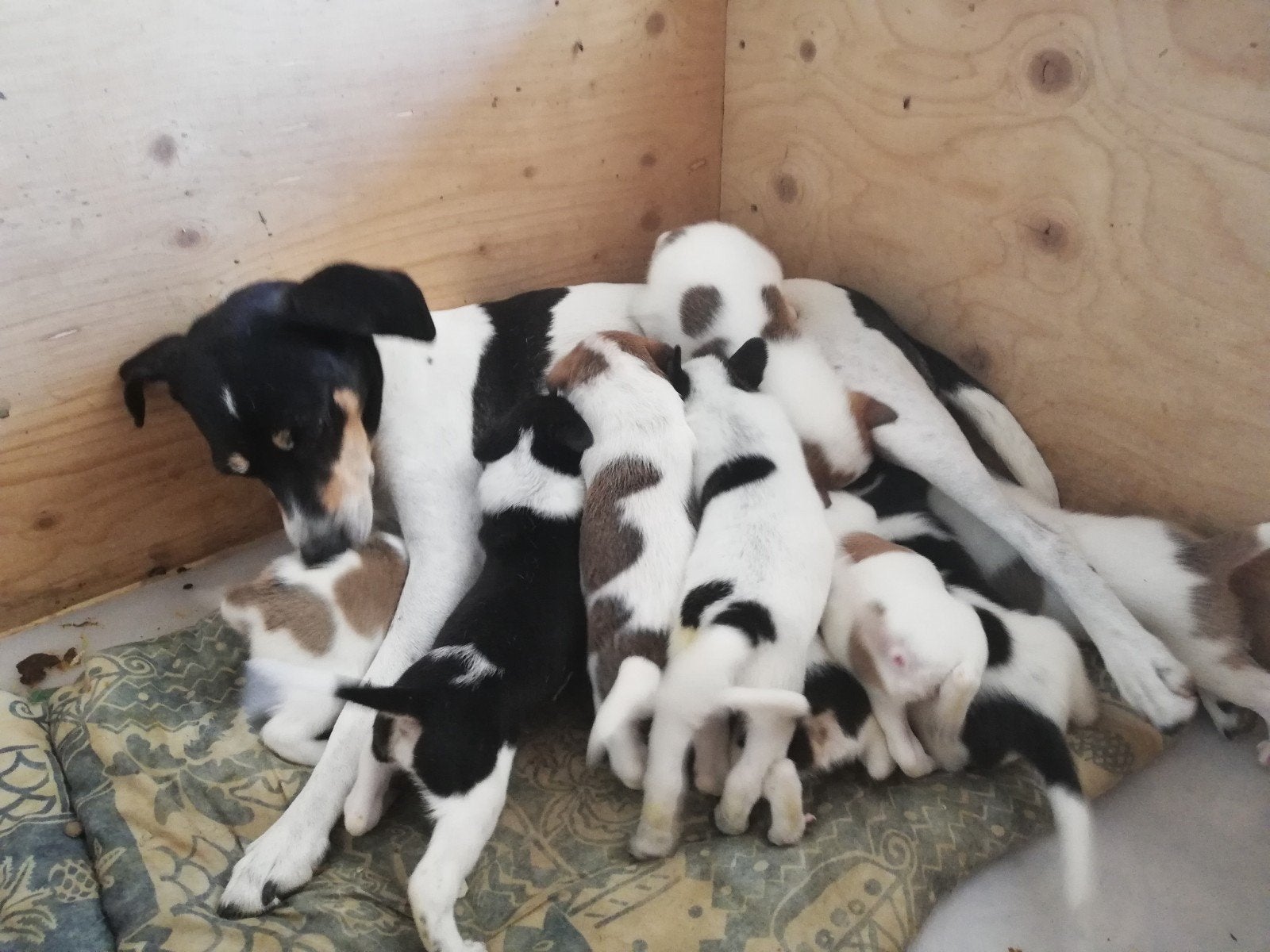 prachtige pups kruising boerenfox podengo, 8 tot 15 weken, Parvo, Meerdere, Meerdere dieren