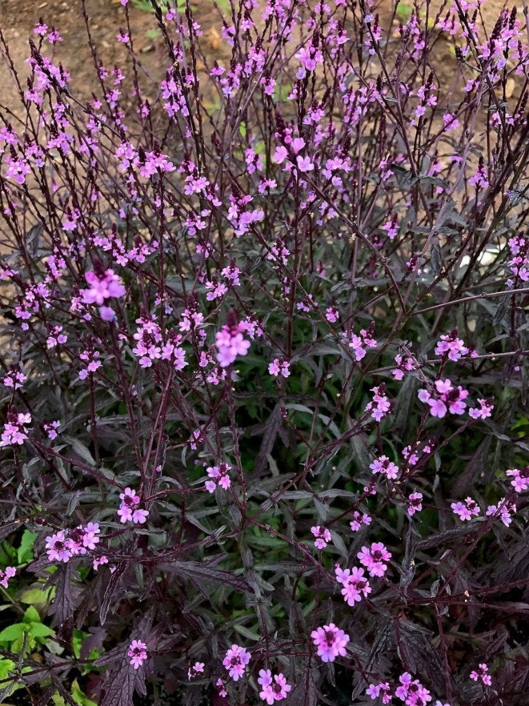 Zaden Verbena officinalis Bampton, Verzenden, Volle zon