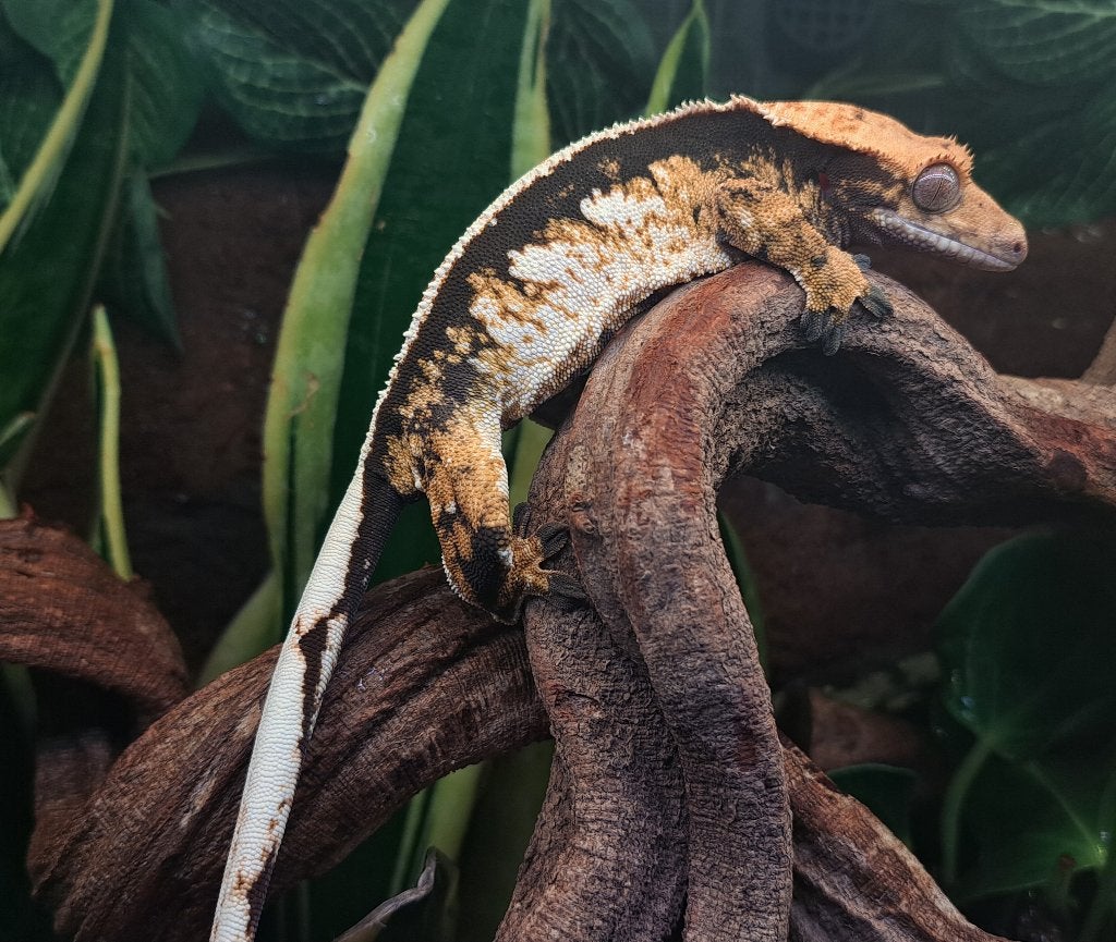 Wimpergekko vrouw, Tricolor full pinstripe. Proven Crested Gecko photo 2