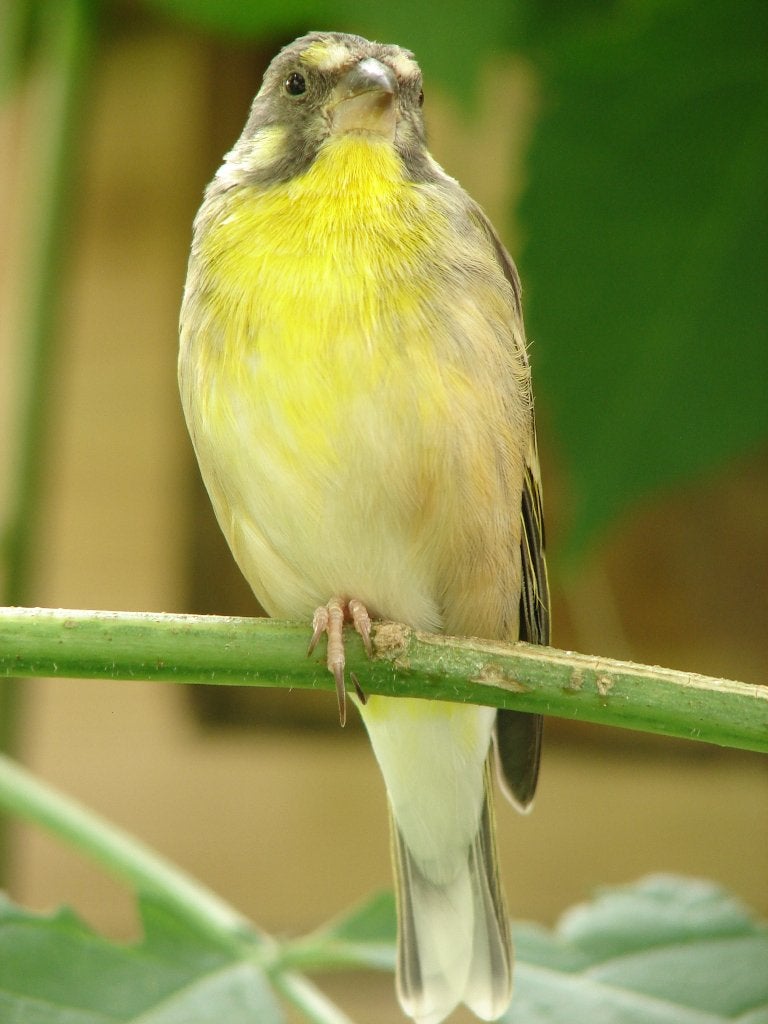1-1 citroenborst edelzanger, crithagra cintrinipectus, Meerdere dieren, Tropenvogel, Geringd