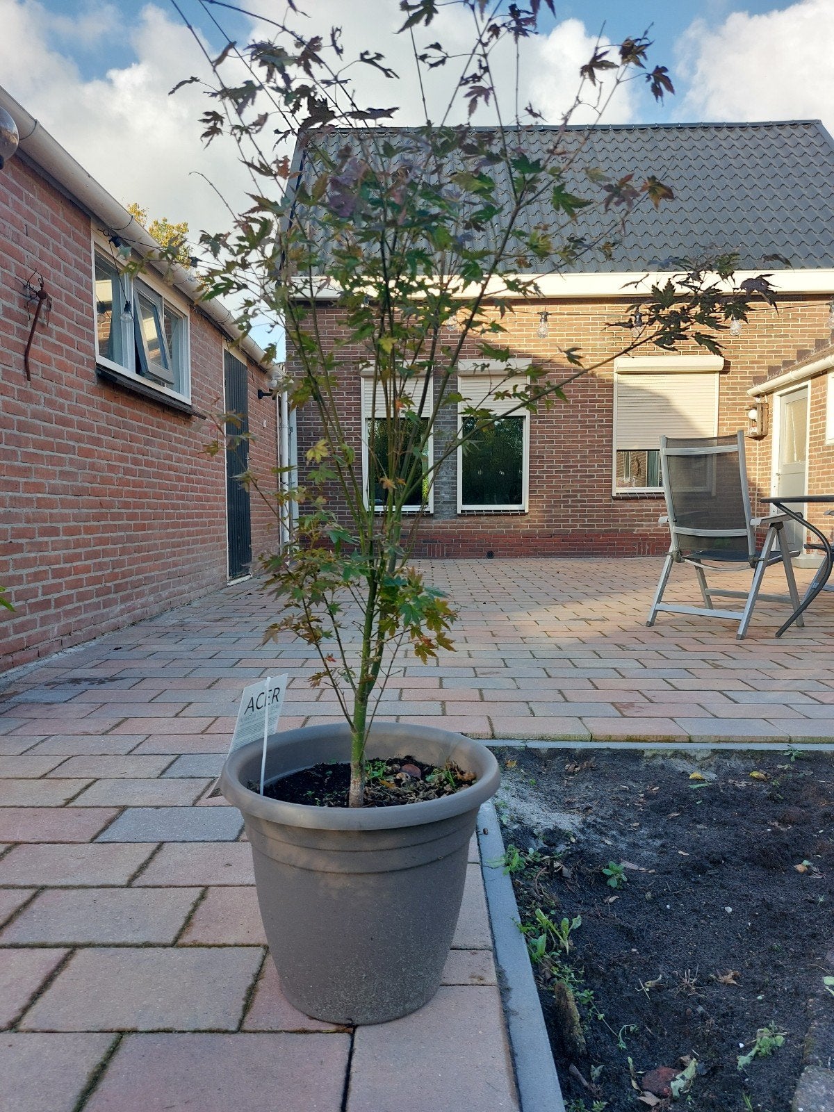 Japanse Esdoorn Orange Dream in pot, Ophalen, In pot, Overige soorten