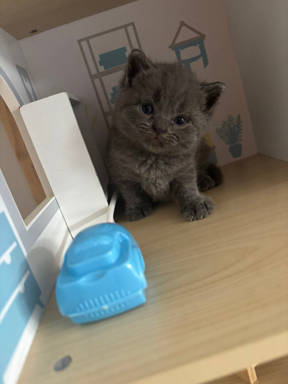 British kittens, Meerdere dieren, Kortharig, 0 tot 2 jaar