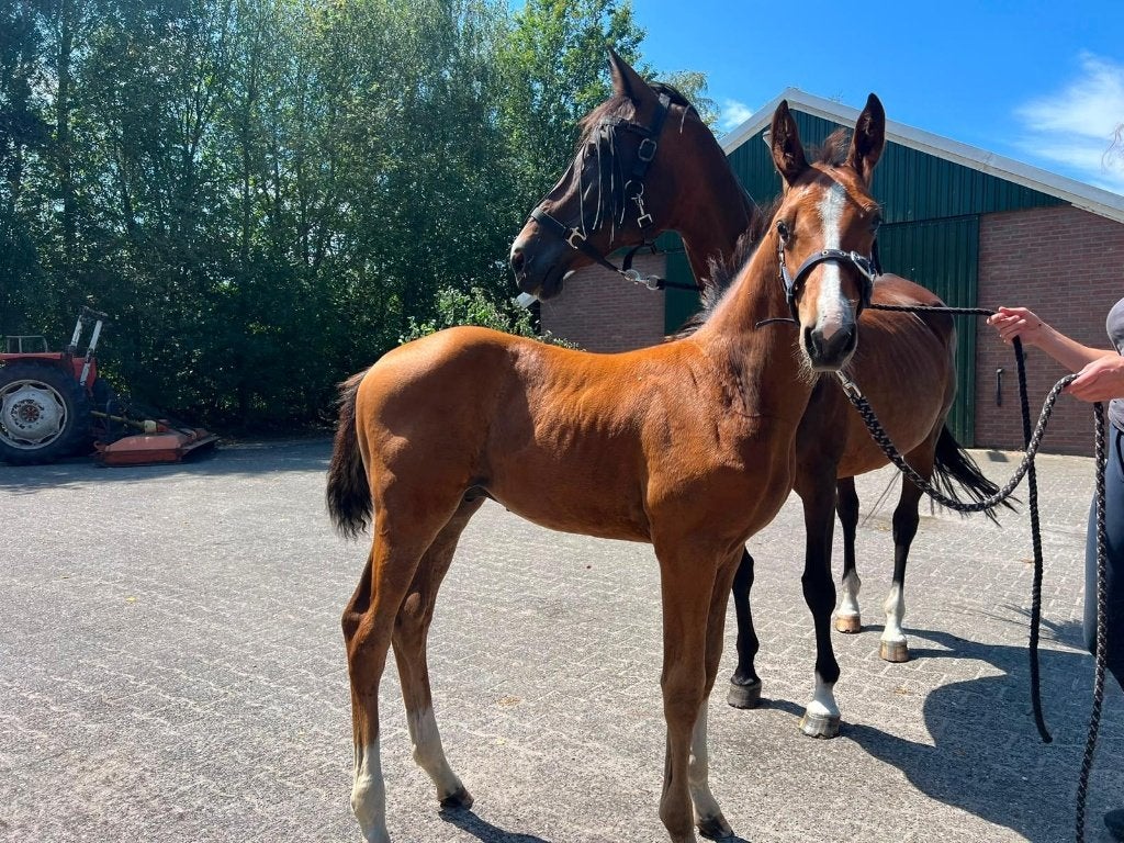 Aansprekend hengst veulen (en merrie) te koop, Dieren en Toebehoren, Paarden, Hengst, Springpaard, Met stamboom, 0 tot 2 jaar