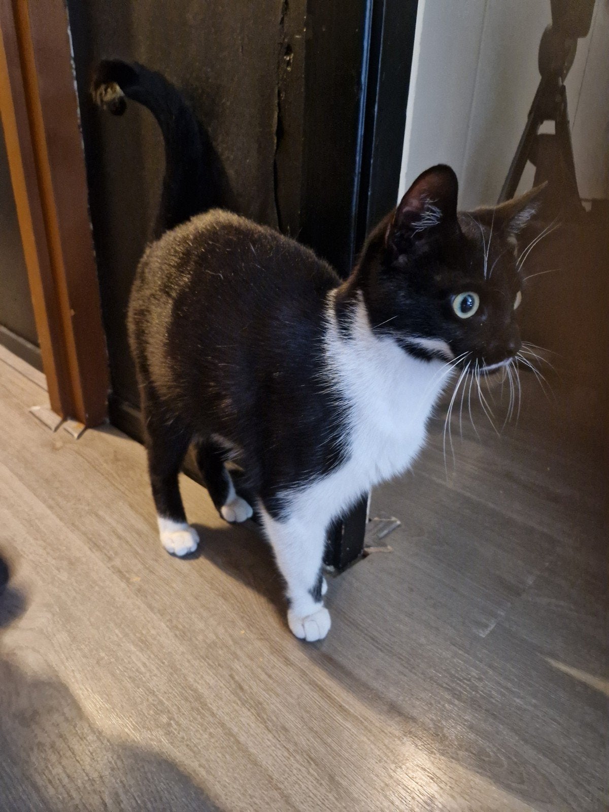 Poes, Poes