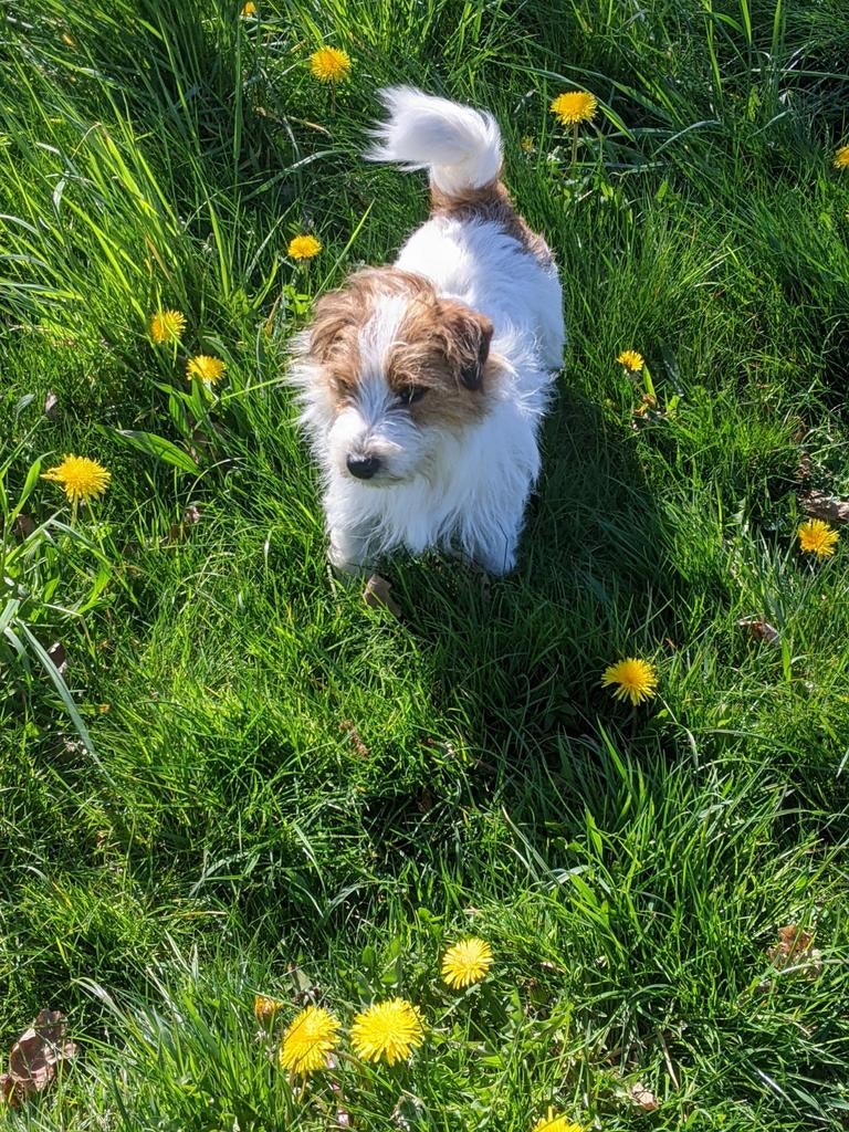 Ruwharige Jack Russell dekreu ( niet te koop), Parvo, Jack Russell Terriër, 1 tot 2 jaar, Meerdere