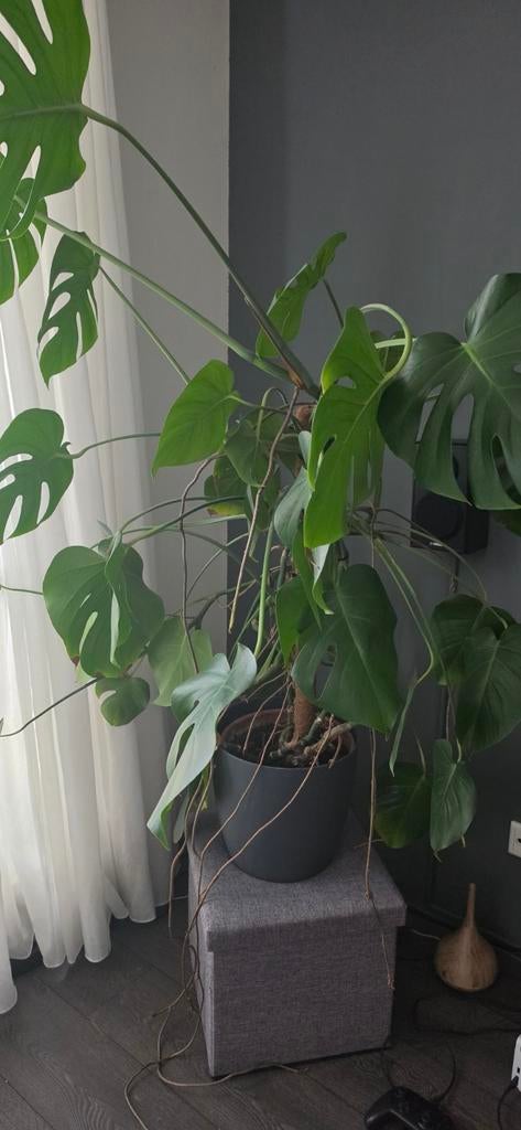 Monstera  RUILEN voor  DE mocca senseopads, Ophalen, Halfschaduw, 150 tot 200 cm