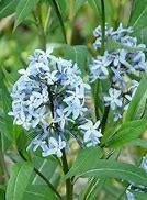 Te Koop : Amsonia "Bleu Ice" Planten in pot, Vaste plant, Halfschaduw, Lente, Ophalen