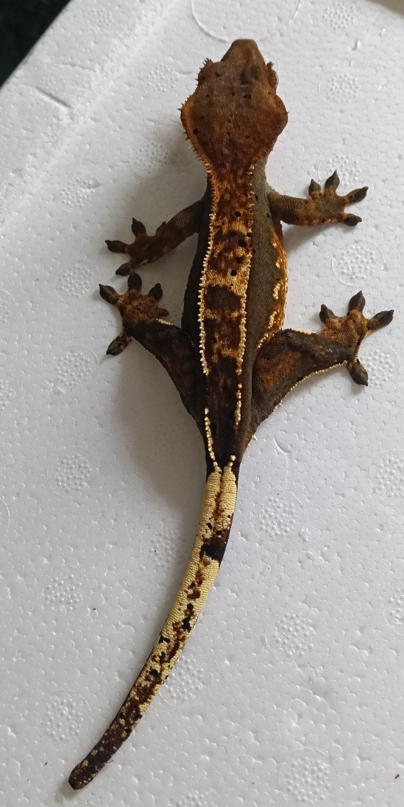 Wimpergekko dame 0.1 Crested Gecko - female for sale from C